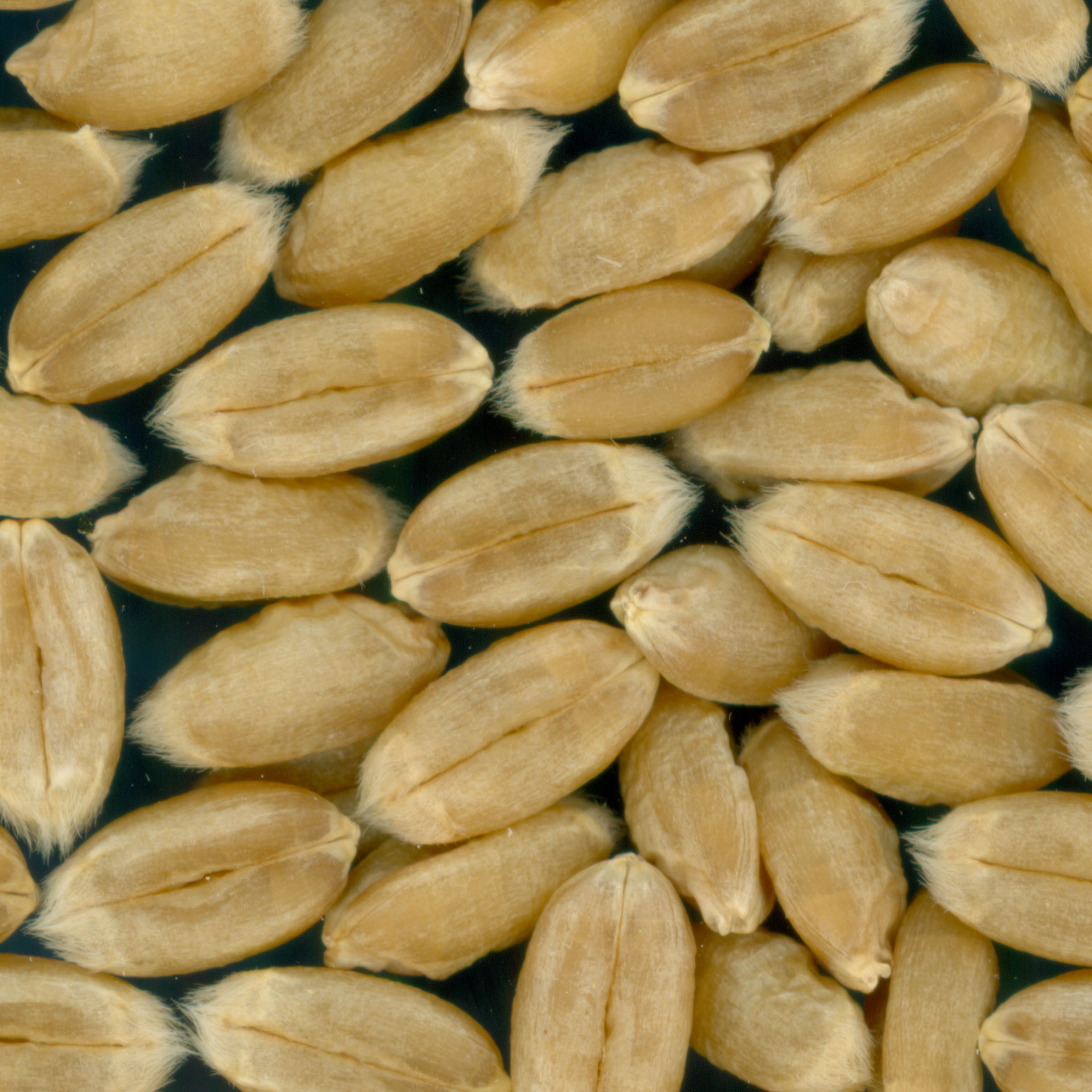 KERNELS